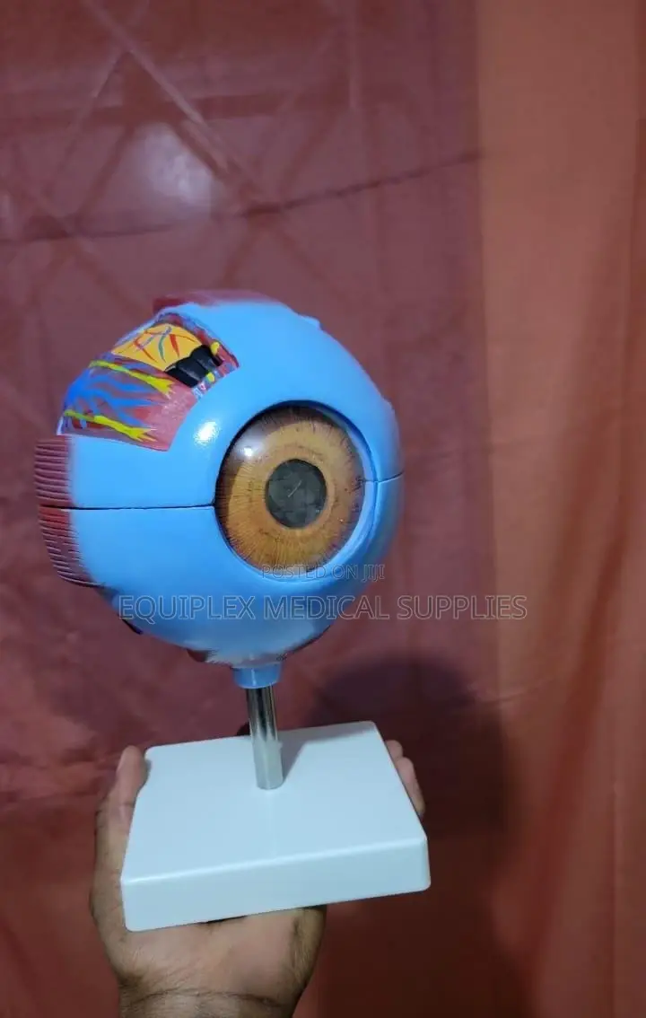 Giant Eye Model for Anatomical Education and Demonstration