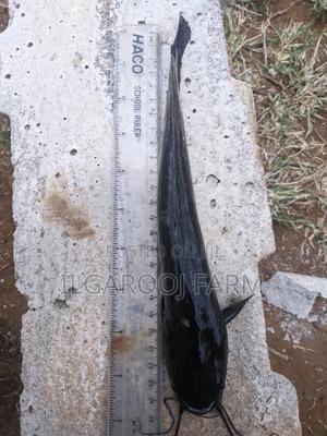 Jumbo And Post Jumbo Catfish - thumbnail 2