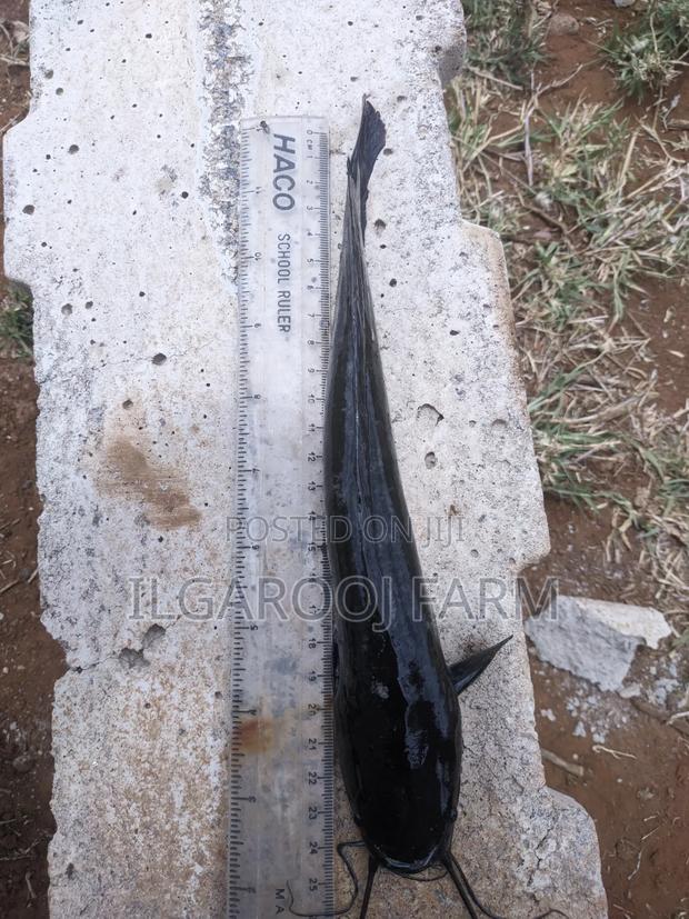 Jumbo And Post Jumbo Catfish - thumbnail 3