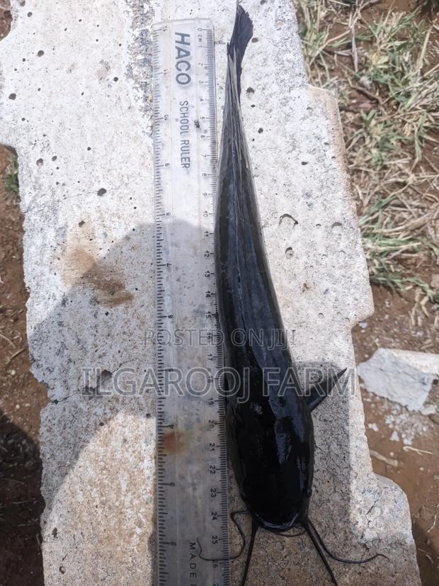 Jumbo And Post Jumbo Catfish - thumbnail 4