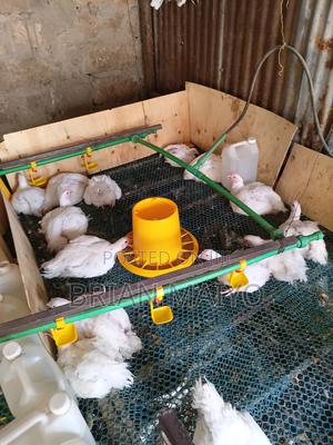 Chickens for Sale. - main view