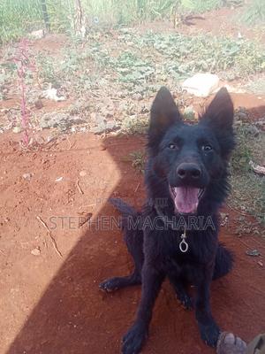 6-12 months Male Purebred German Shepherd - thumbnail 2