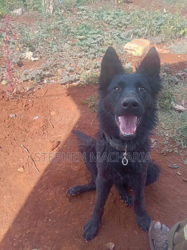 6-12 months Male Purebred German Shepherd - thumbnail 3