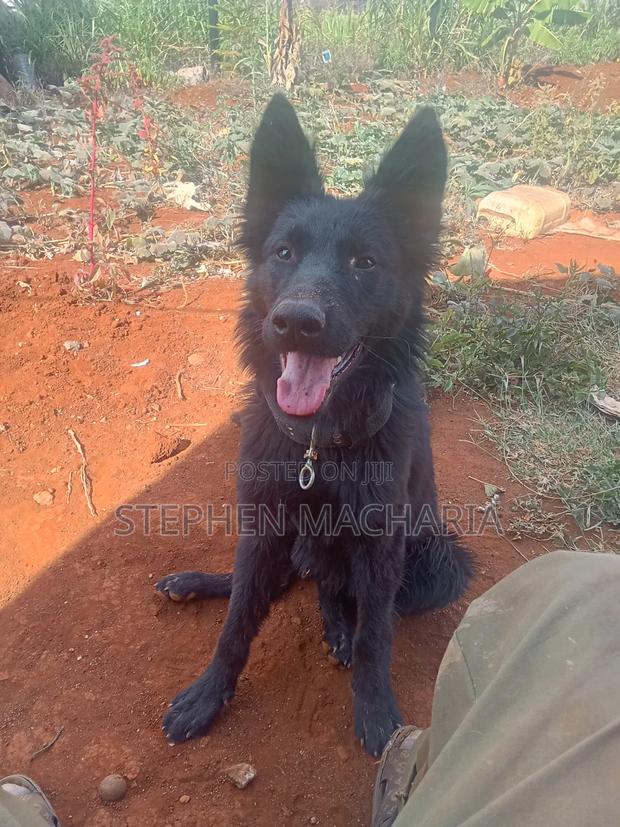 6-12 months Male Purebred German Shepherd - thumbnail 4