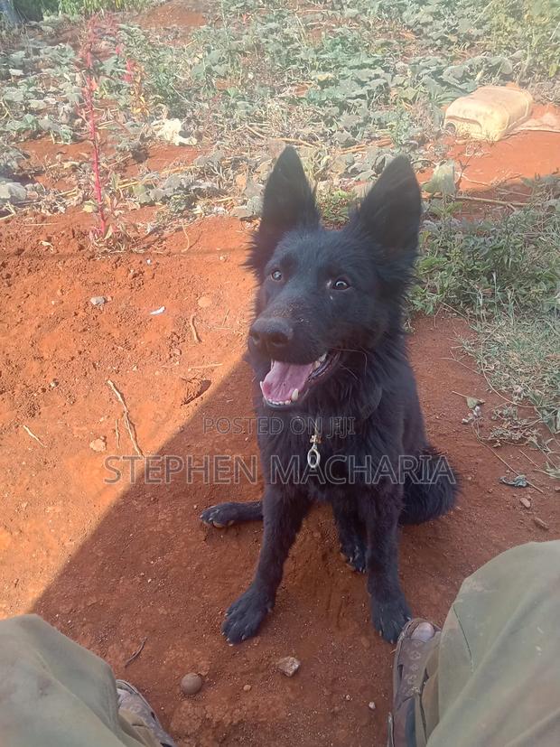 6-12 months Male Purebred German Shepherd - thumbnail 5