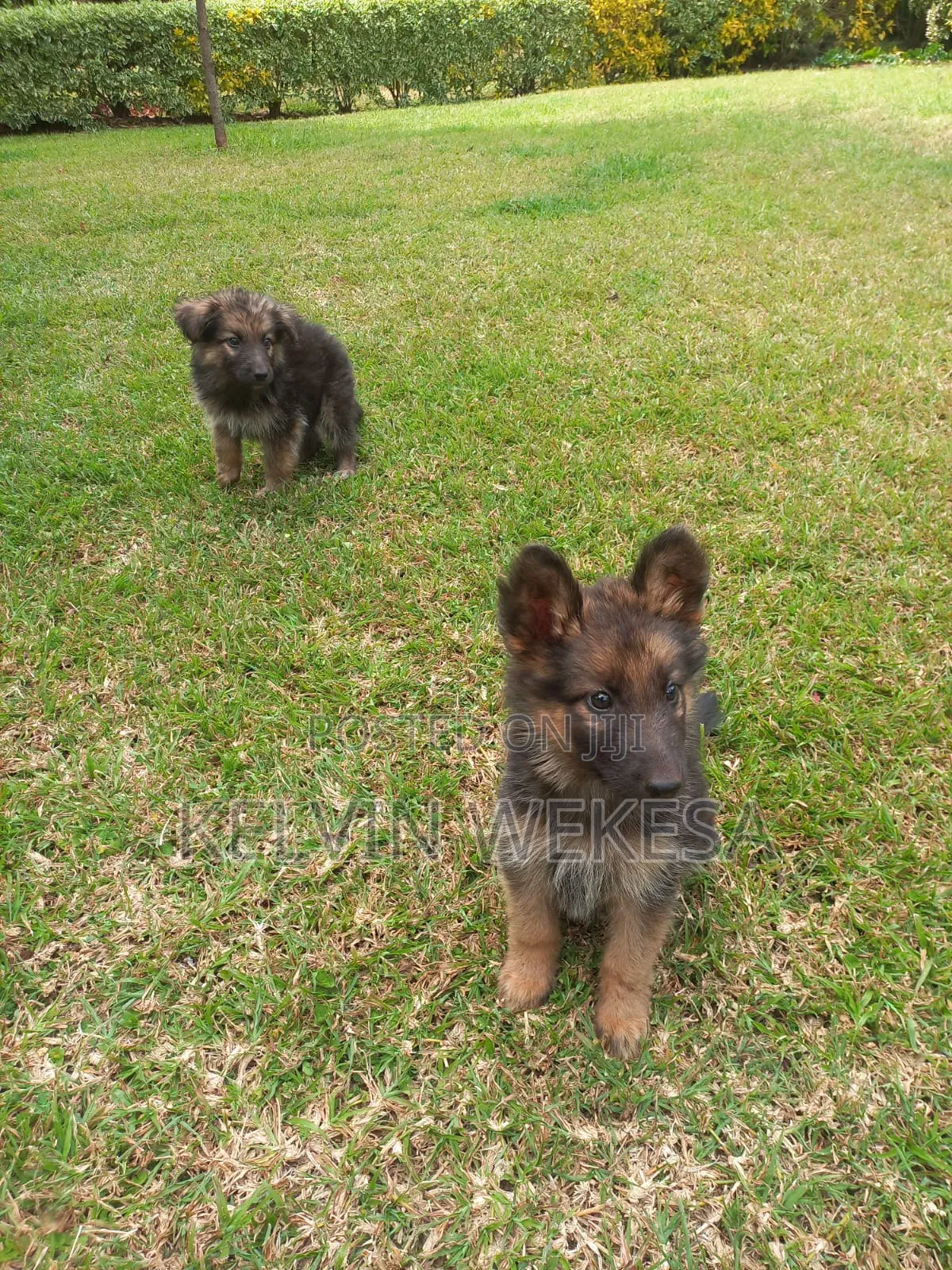 1-3 months Female Purebred German Shepherd