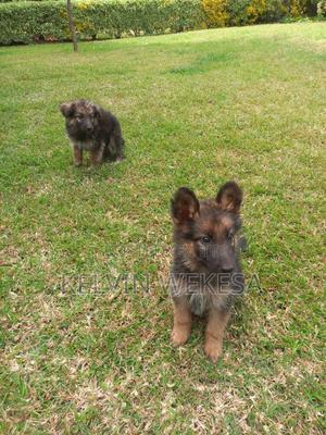 1-3 months Female Purebred German Shepherd - thumbnail 2