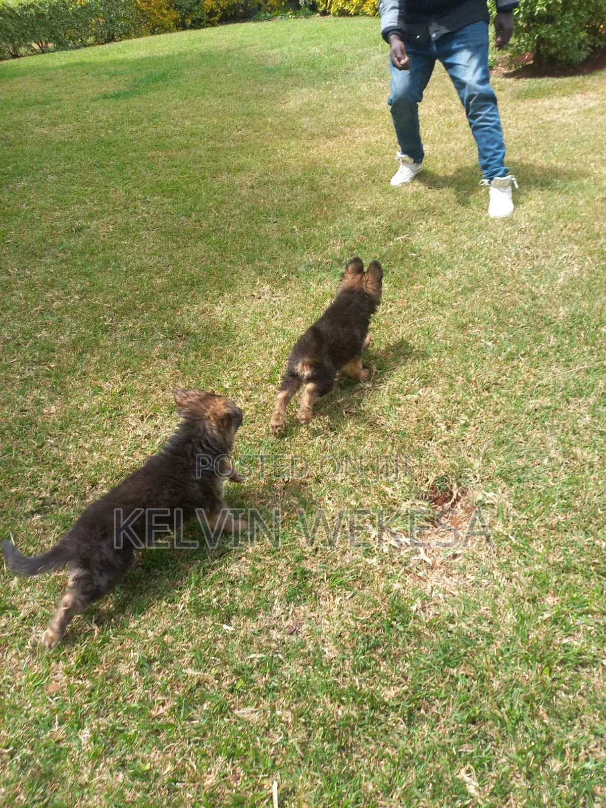 1-3 months Female Purebred German Shepherd