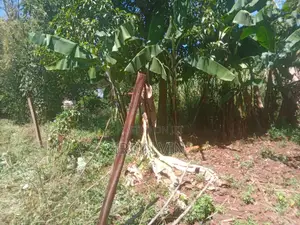 4.3 Acres Farm Land for Sale Plus a House(8 Rooms in Total)