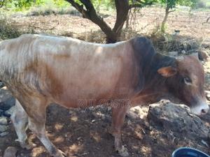 Cross Bull - main view