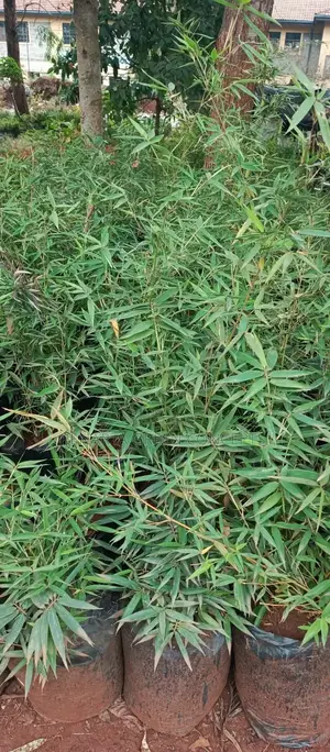 Miniature/ Ornamental Bamboo