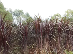 Australian Red Napier