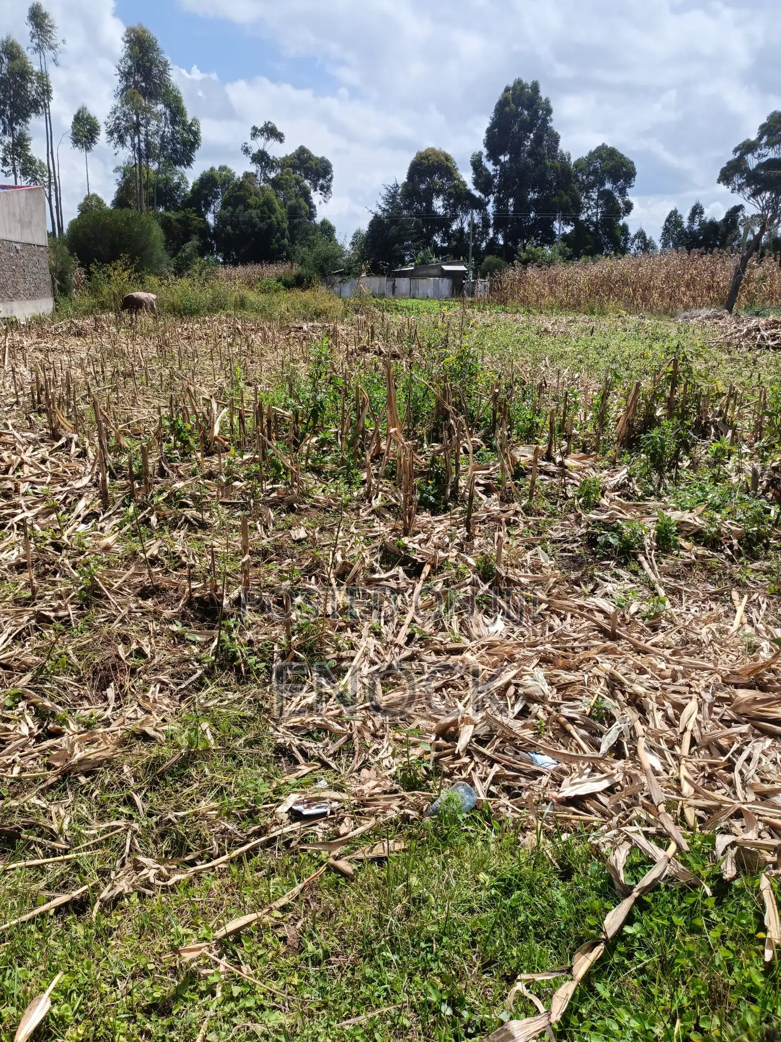 Prime Residential Plot in Rehema Outspan
