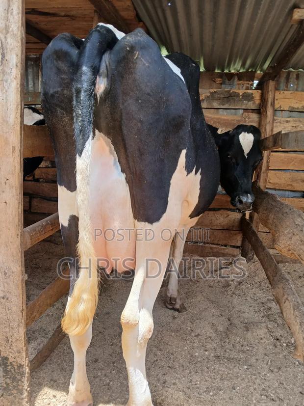 Freshian. Cow. - thumbnail 3