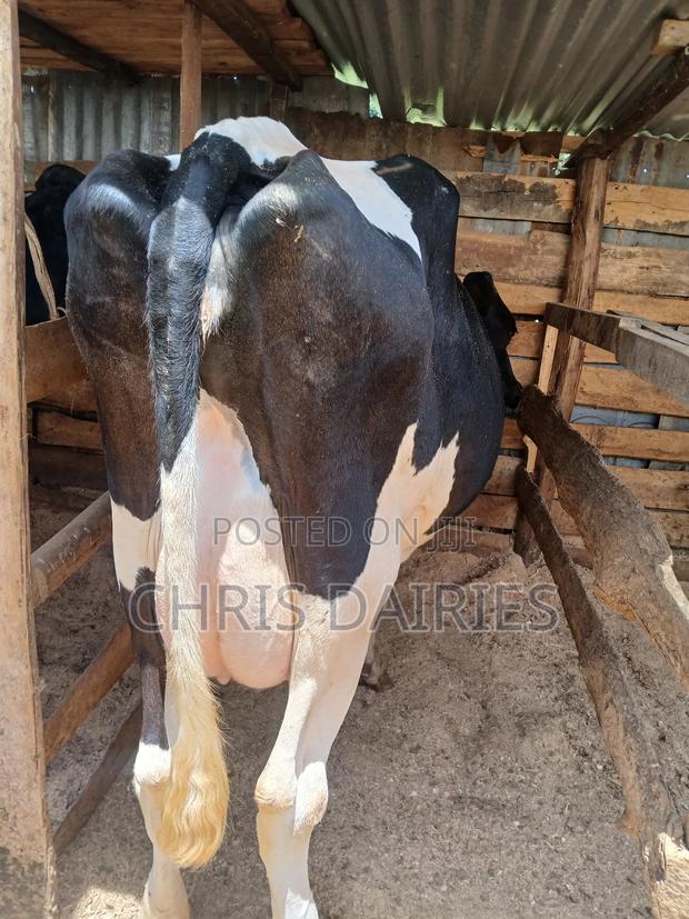 Freshian. Cow. - main view