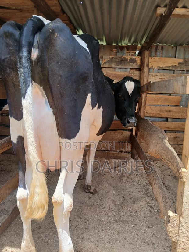 Freshian. Cow. - thumbnail 4