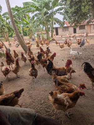 Kienyeji Chicken - thumbnail 2