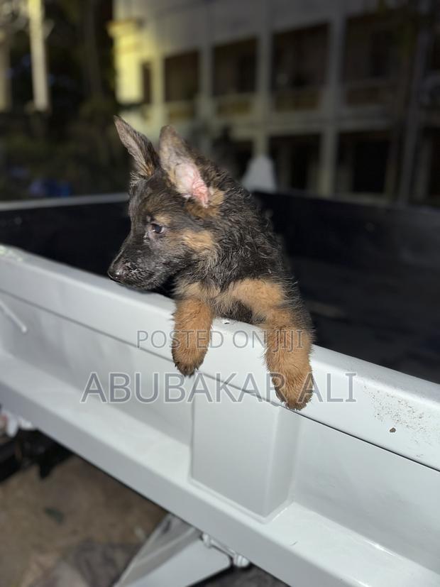 1-3 months Male Purebred German Shepherd - thumbnail 4