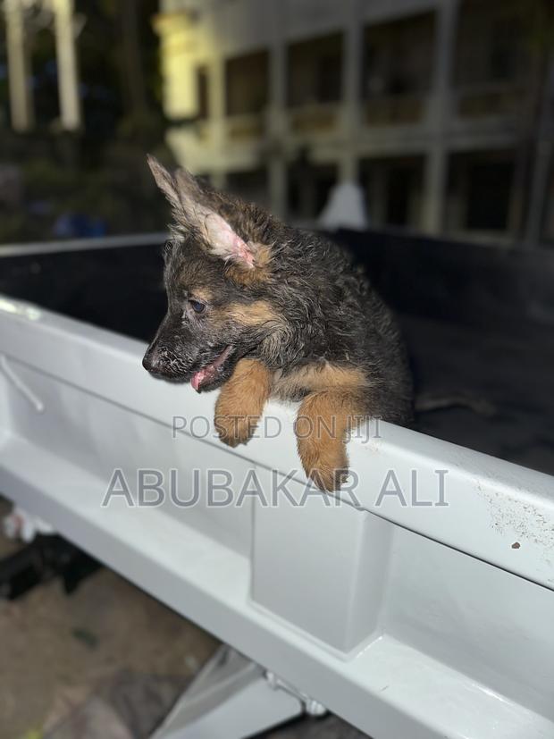 1-3 months Male Purebred German Shepherd - thumbnail 3