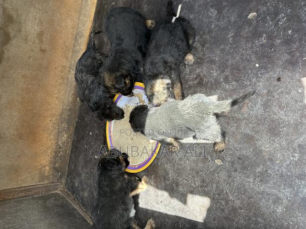 1-3 months Male Purebred German Shepherd - thumbnail 5