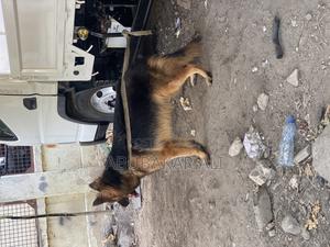 1-3 months Male Purebred German Shepherd - thumbnail 2