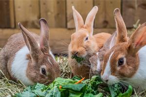 Rabbits for Sale - main view