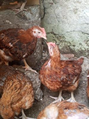 Rainbow Chicks - main view