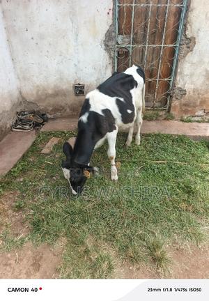 Pedigree 6 Months Heifer - main view