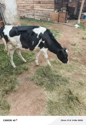 Pedigree 12 Months Heifer