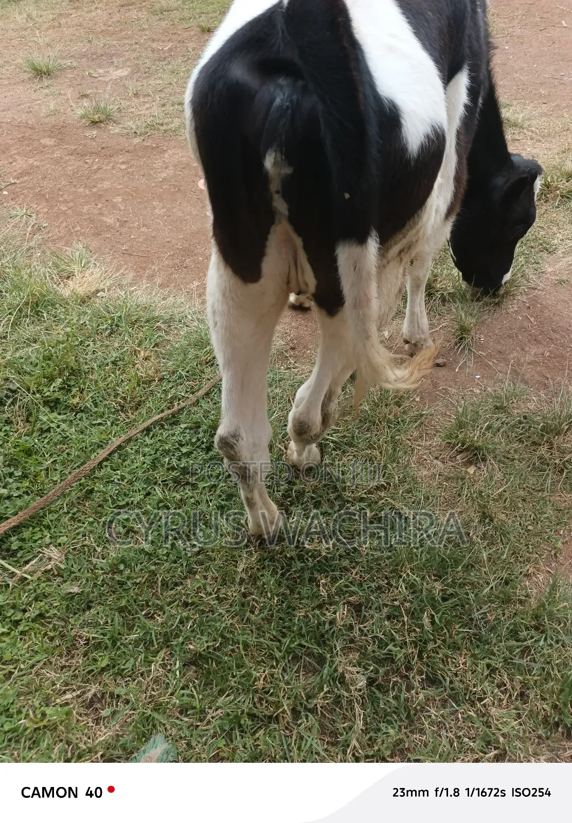 Pedigree 12 Months Heifer