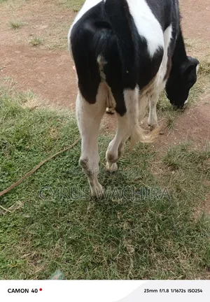 Pedigree 12 Months Heifer