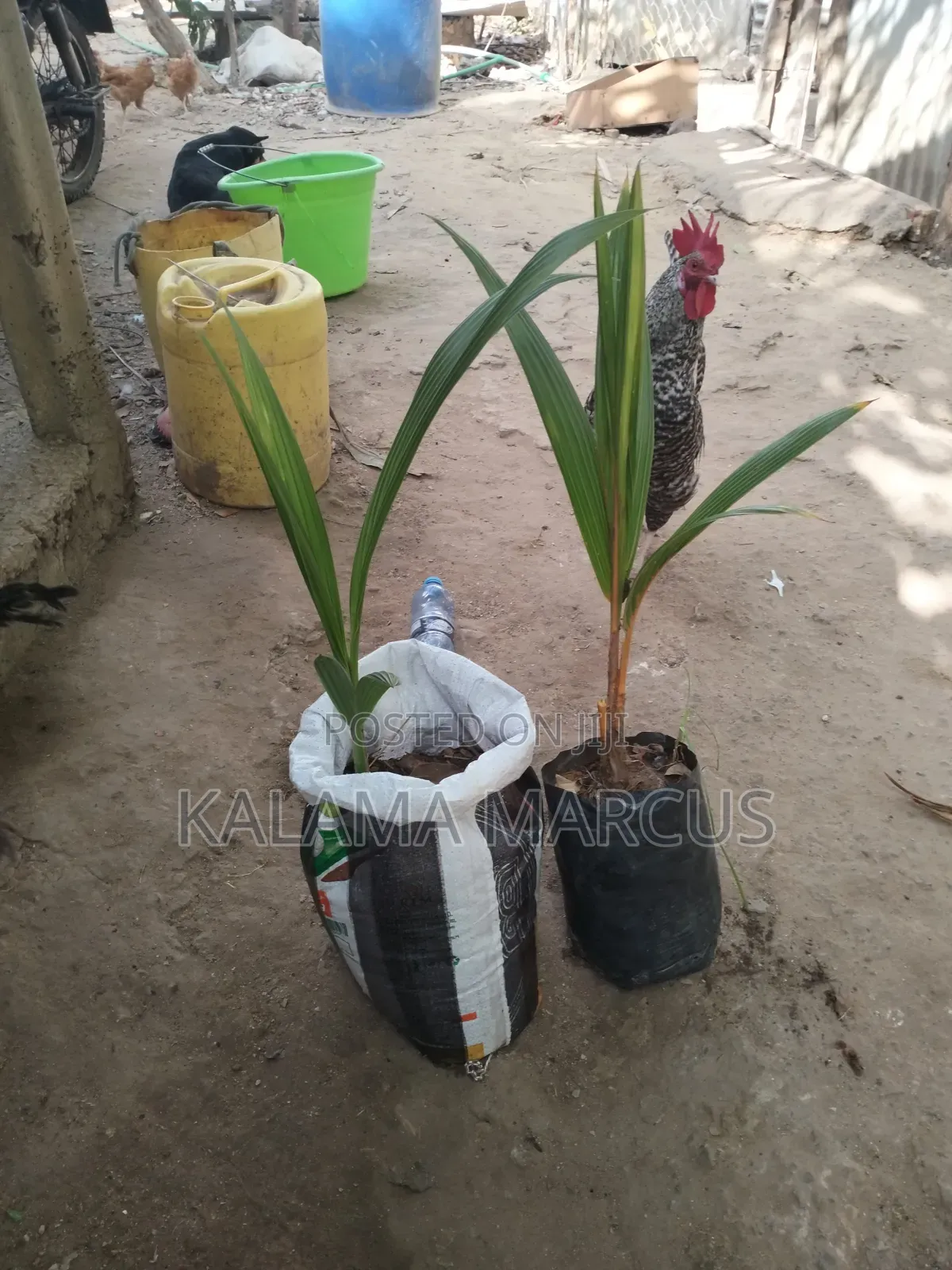 Tall East African Coconut Seedlings