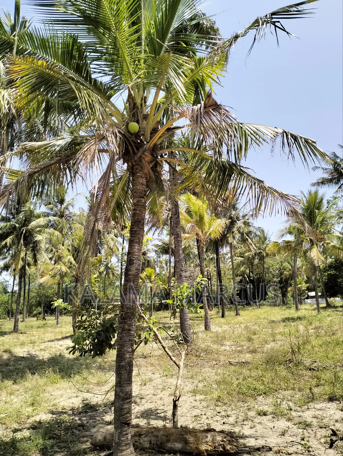 Tall East African Coconut Seedlings
