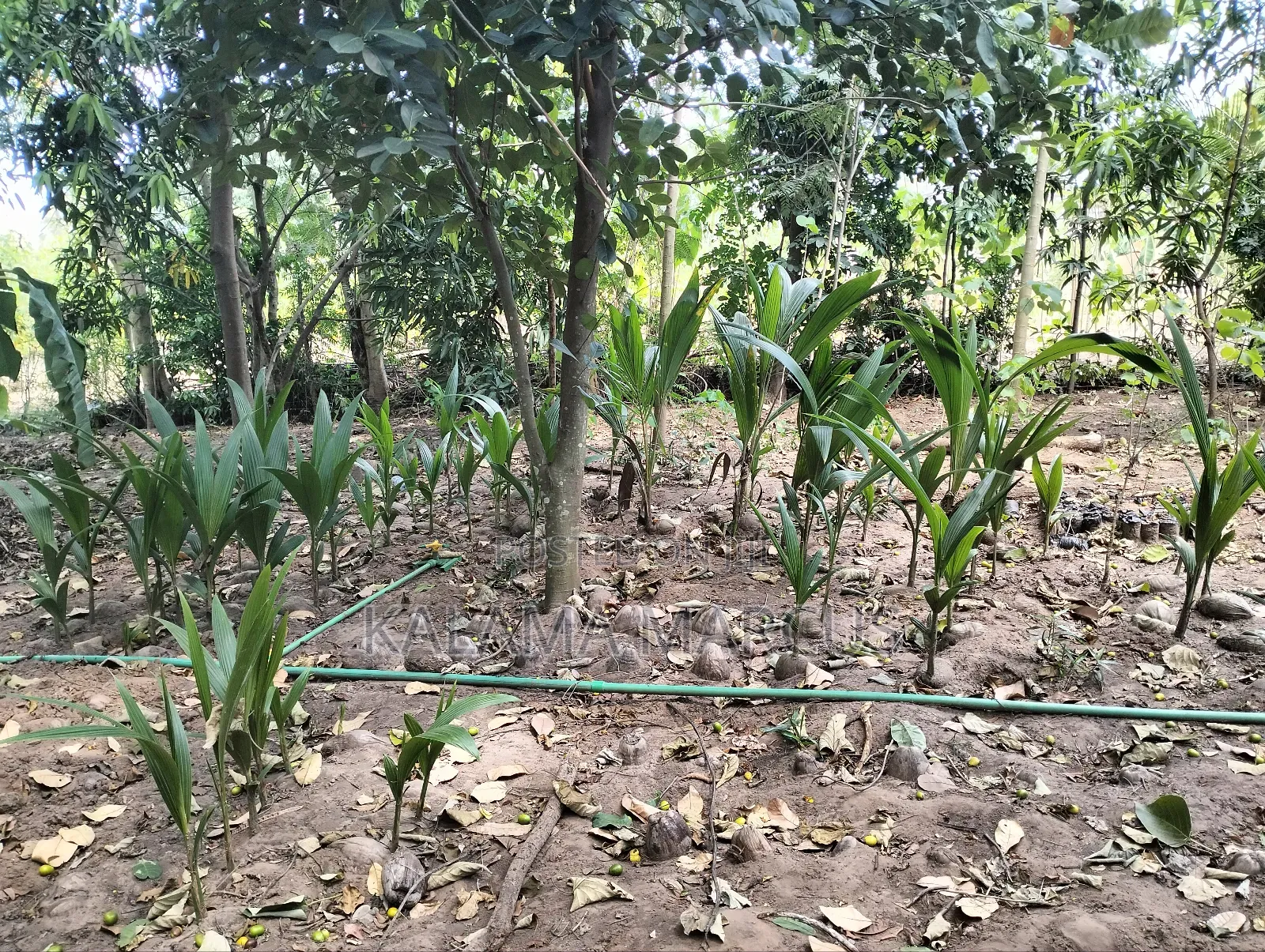 Tall East African Coconut Seedlings