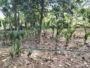 Tall East African Coconut Seedlings