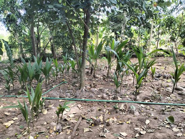 Tall East African Coconut Seedlings - thumbnail 4