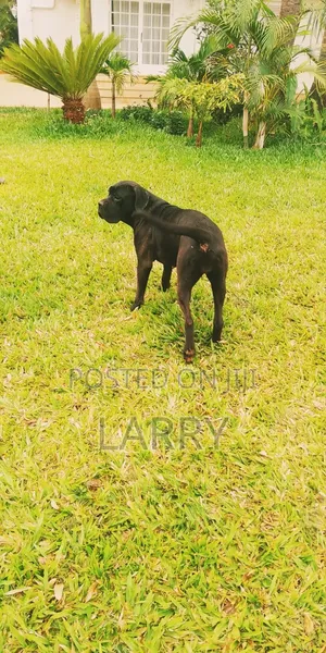 1+ year Female Purebred Cane Corso
