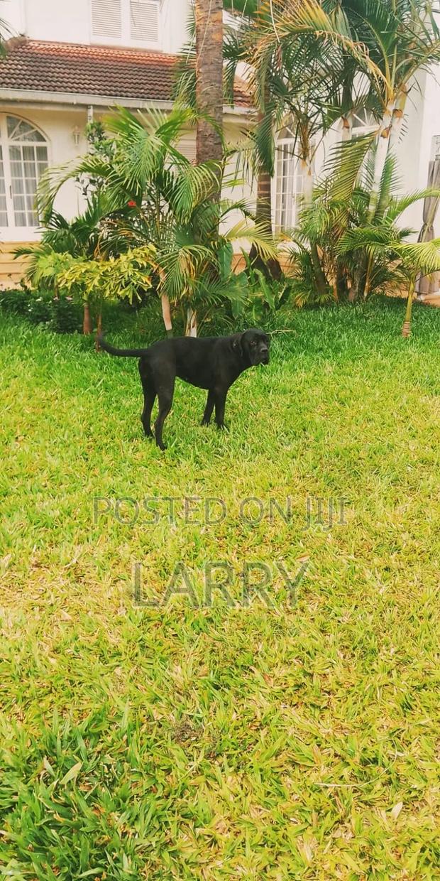1+ year Female Purebred Cane Corso - thumbnail 3