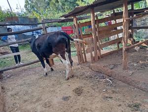 Hybrid 5 Months in Calf Heifer - Quick Sale - main view