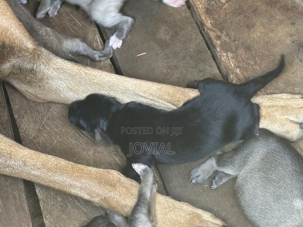 0-1 month Female Mixed Breed German Shepherd - main view