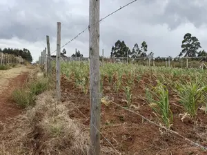 50 by 100 for Sale in Kamangu Kikuyu Kiambu County.
