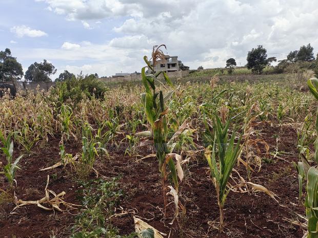 50x100 Plot for Sale in Mai-Aihii Gikambura Kikuyu Kiambu County. - thumbnail 8