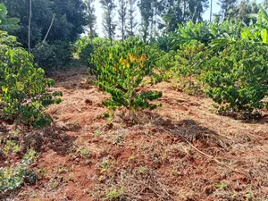 Quarter an Acre on Sale at Kangari -Kirinyaga.