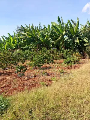 Quarter an Acre on Sale at Kangari -Kirinyaga.