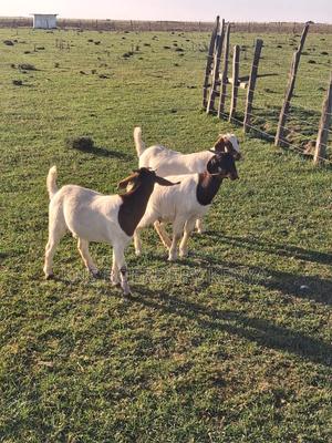 Boer Goats Crosses for Sale