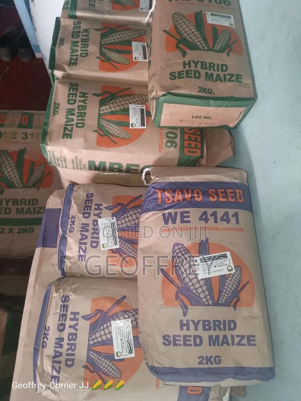 Tsavo Certified Maize Seeds - thumbnail 4