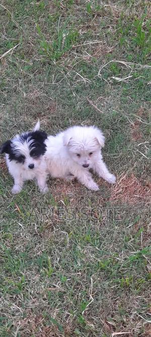 1-3 months Male Mixed Breed Maltese