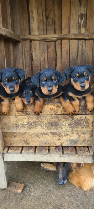 1-3 months Male Purebred Rottweiler
