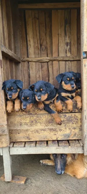 1-3 months Male Purebred Rottweiler