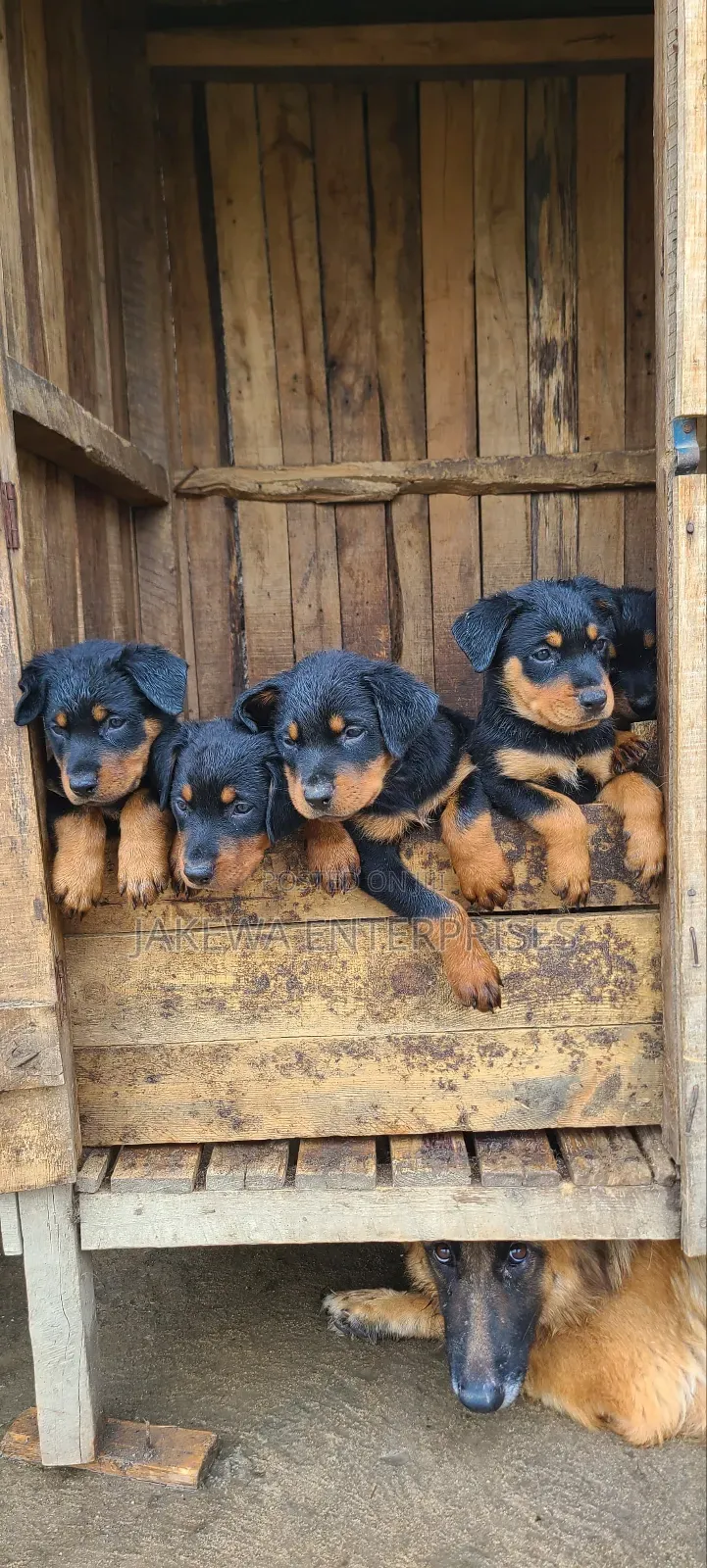 1-3 months Male Purebred Rottweiler